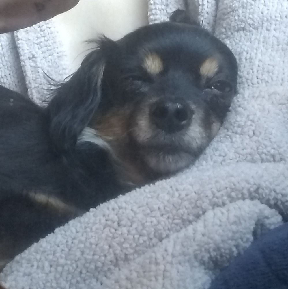 Meet your Posher, Rose